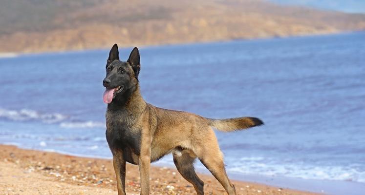 富人通常会选择哪些大型犬品种来饲养？这些犬种的特点是什么？
