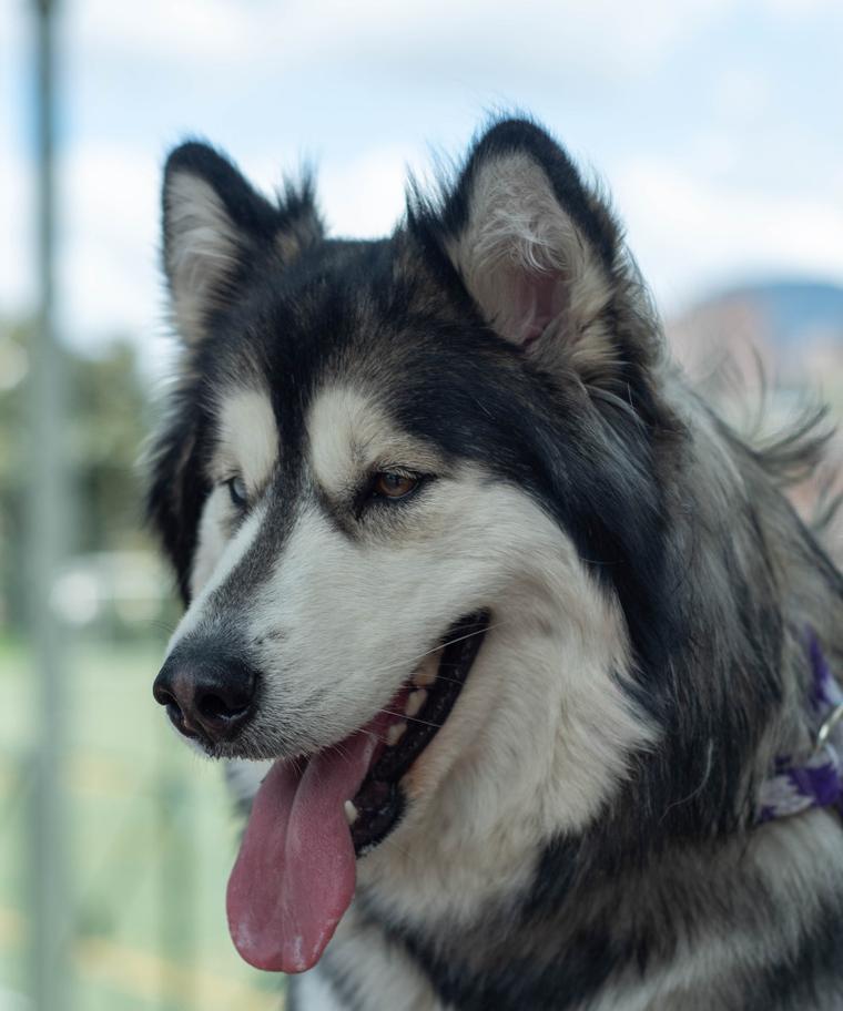 富人通常会选择哪些大型犬品种来饲养？这些犬种的特点是什么？