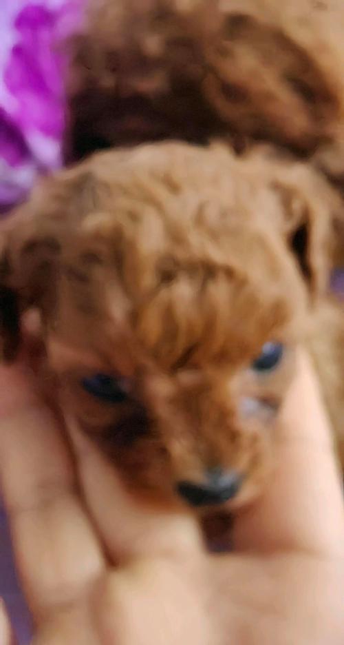 纯种泰迪成犬体长多少厘米？如何测量泰迪犬的体长？