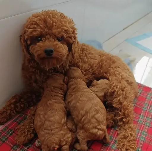 纯种泰迪成犬体长多少厘米？如何测量泰迪犬的体长？