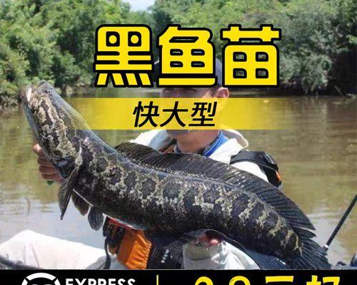 家养黑鱼苗最适合哪种水质？