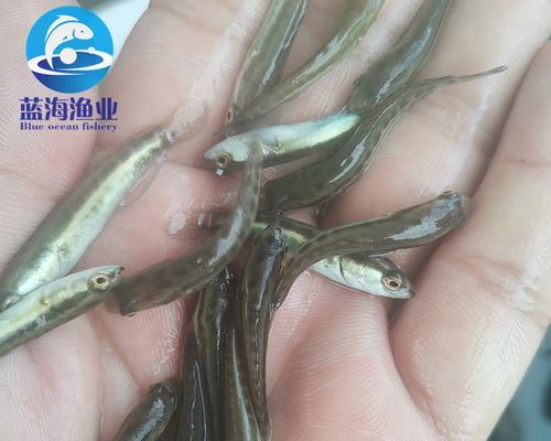 家养黑鱼苗最适合哪种水质？