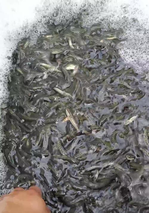 家养黑鱼苗最适合哪种水质？