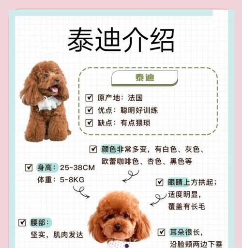 泰迪幼犬的售价通常多少？