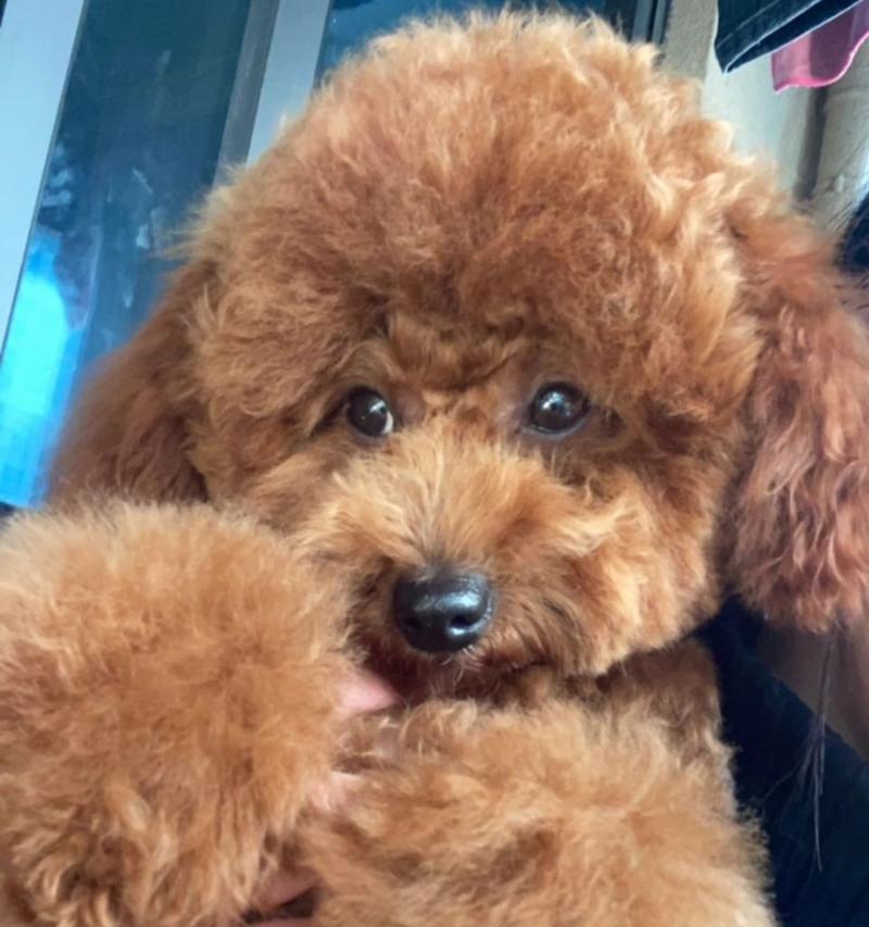 泰迪幼犬的售价通常多少？