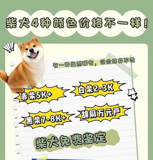 在石河子一只柴犬的价格是多少？购买时应该注意什么？