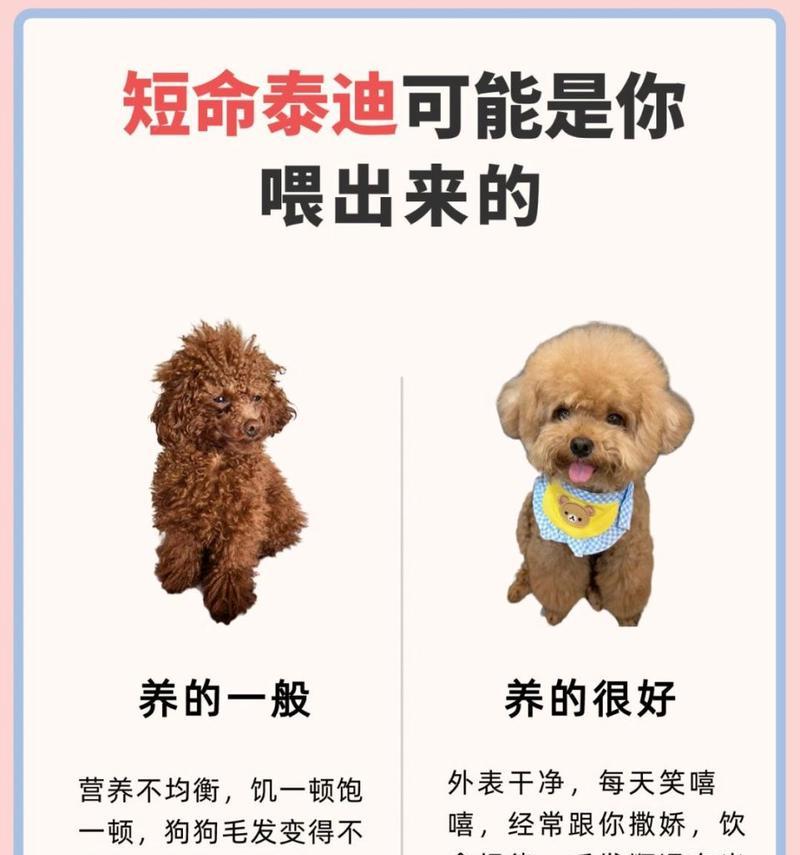 泰迪每天应该吃几顿饭？泰迪的饮食习惯有哪些？
