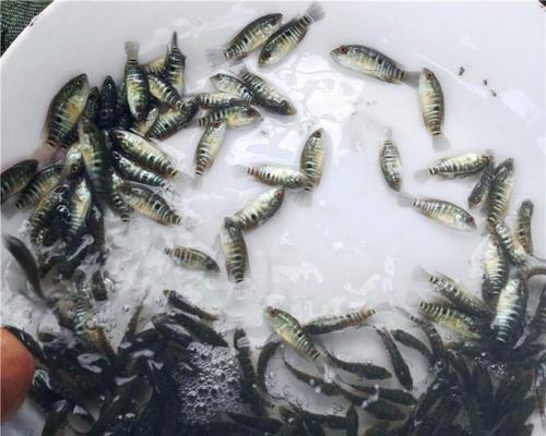 虎鱼鱼苗长什么样？如何区分不同品种的虎鱼？