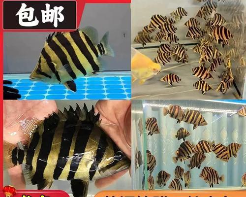 虎鱼鱼苗长什么样？如何区分不同品种的虎鱼？