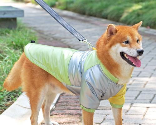 柴犬的防风外套多少钱一件？