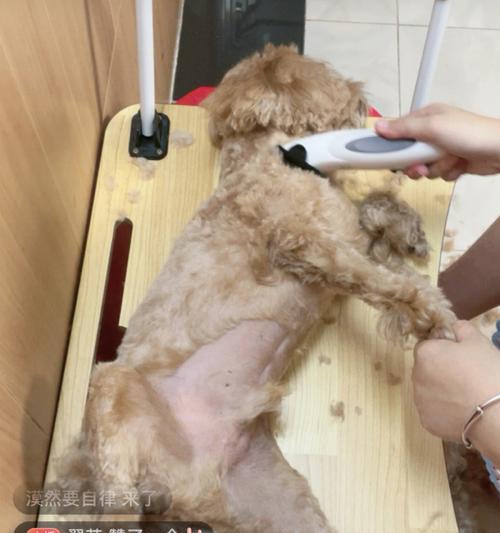 广东地区为泰迪洗澡剪毛的费用是多少？