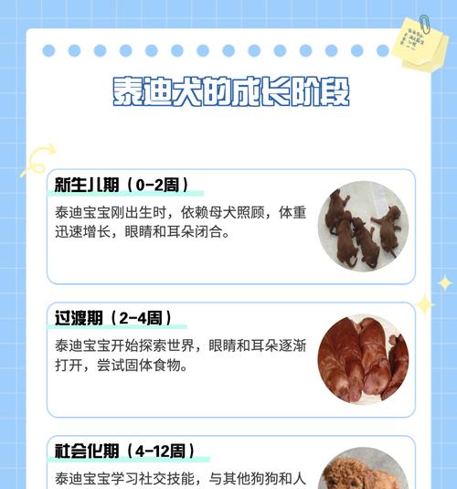 成年泰迪狗多少钱？南通泰迪理发的费用大概是多少？