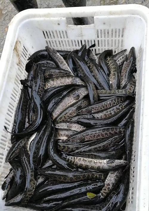 小黑鱼苗属于哪种鱼类？它们的生长环境是怎样的？
