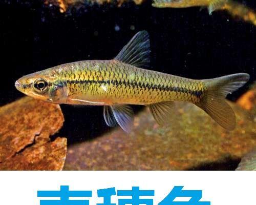 小黑鱼苗属于哪种鱼类？它们的生长环境是怎样的？