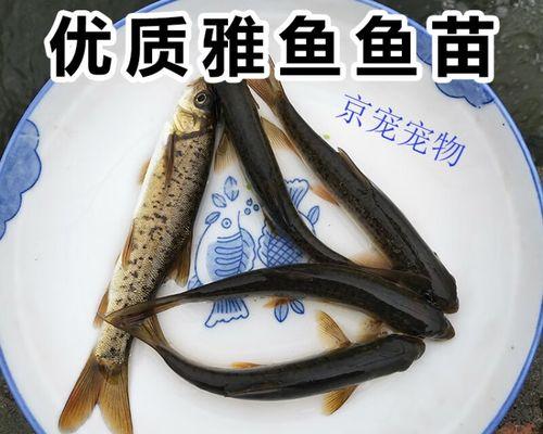 特种鱼苗是什么意思？特种鱼苗与普通鱼苗有何不同？