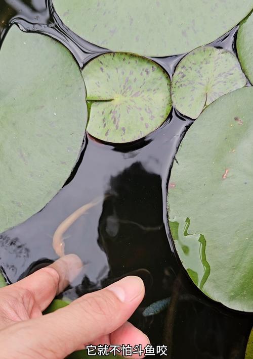斗鱼苗第四阶段应该喂什么食物？如何保证斗鱼苗的健康成长？