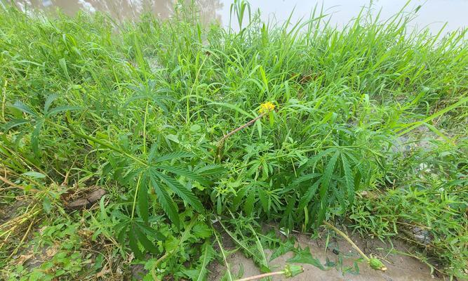 斗鱼苗第四阶段应该喂什么食物？如何保证斗鱼苗的健康成长？