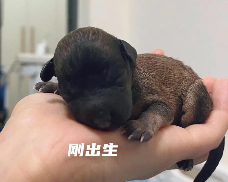 小泰迪配种的最佳时间是什么时候？如何提高存活率？