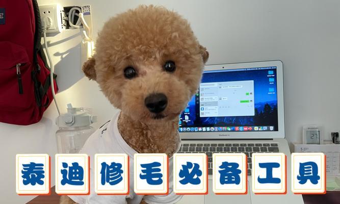 孟州的泰迪修毛店在哪里？修毛的费用是多少？