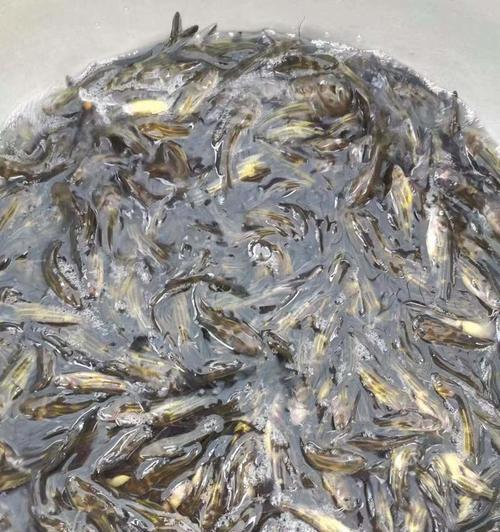 鱼苗身体变红是什么原因？应该使用哪种药物治疗？