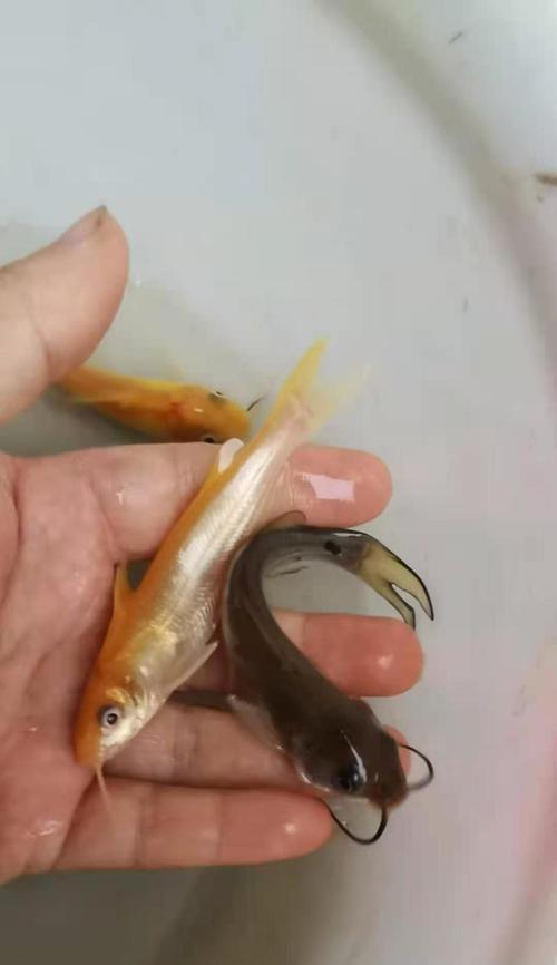 鱼苗身体变红是什么原因？应该使用哪种药物治疗？
