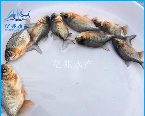 鱼苗身体变红是什么原因？应该使用哪种药物治疗？