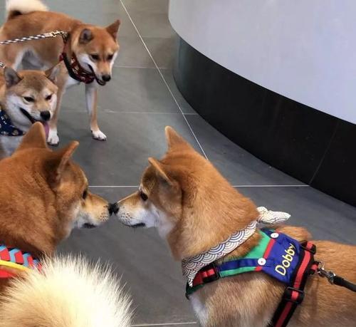 去日本看柴犬需要多少钱？旅行中应该注意哪些事项？