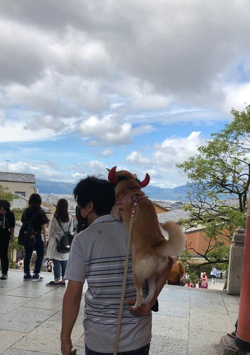 去日本看柴犬需要多少钱？旅行中应该注意哪些事项？