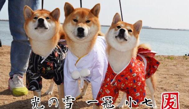 去日本看柴犬需要多少钱？旅行中应该注意哪些事项？