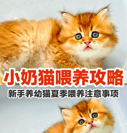 如何正确喂养小奶狗的幼粮？喂食技巧有哪些？
