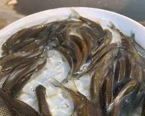 什么食物能让鱼苗快速繁殖？鱼苗的最佳食物是什么？