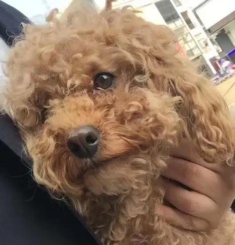哪些小型犬较为脆弱？