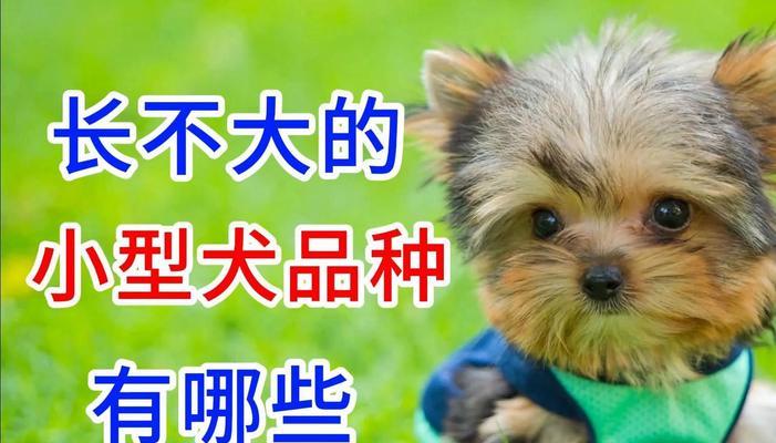 哪些小型犬较为脆弱？