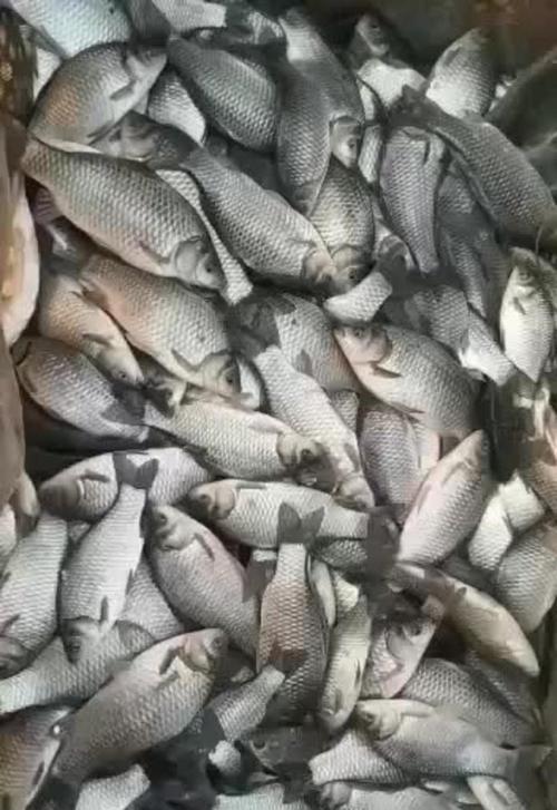 鲫鱼养殖时选择哪种鱼苗最为合适？