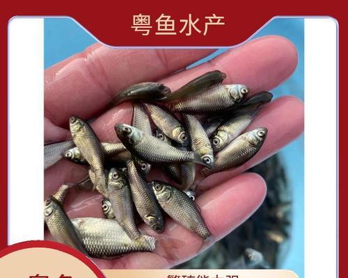 鲫鱼养殖时选择哪种鱼苗最为合适？