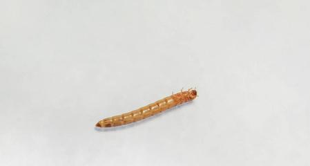 糖果将军鱼苗的正确饲养方法是什么？应该喂食哪些食物？