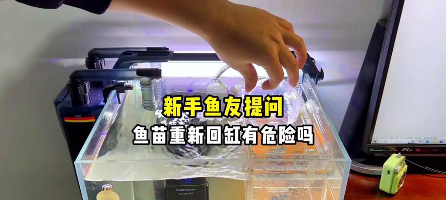 鹦鹉鱼苗何时需要分缸？
