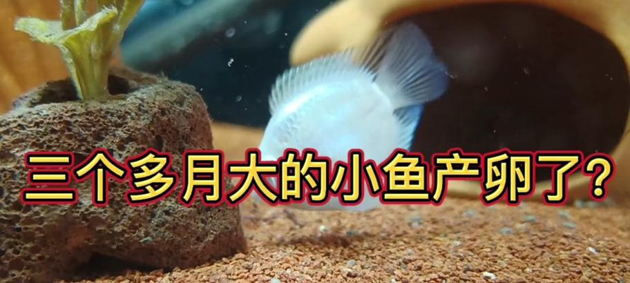 鹦鹉鱼苗何时需要分缸？