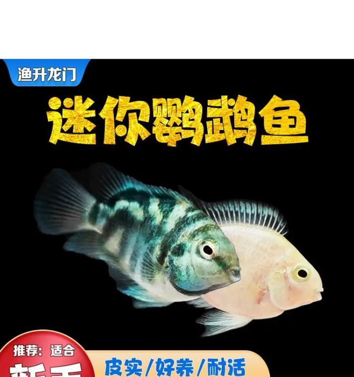 鹦鹉鱼苗何时需要分缸？