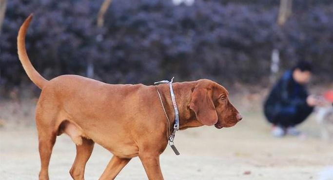 最呆的大型犬有哪些？大型犬的哪些行为让人觉得可爱？