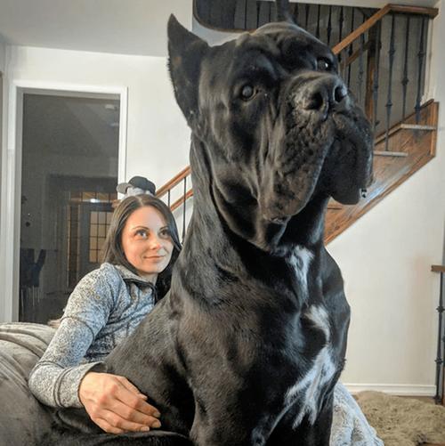 最呆的大型犬有哪些？大型犬的哪些行为让人觉得可爱？