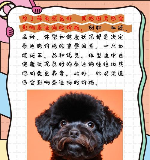 小泰迪的价格是多少？购买小泰迪需要注意什么？