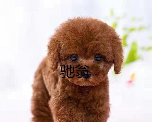 小泰迪的价格是多少？购买小泰迪需要注意什么？
