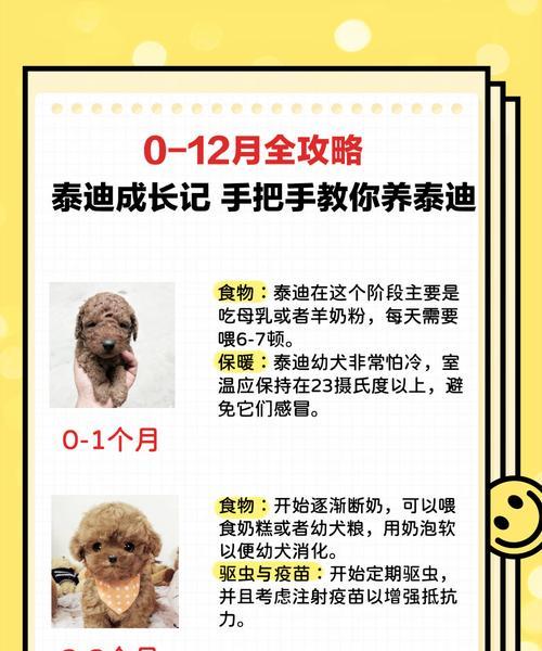小泰迪的价格是多少？购买小泰迪需要注意什么？