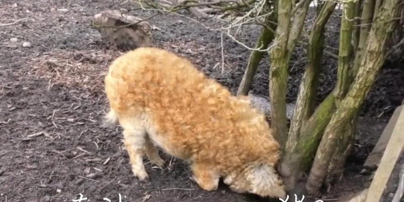 泰迪猪称体重多少正常？如何判断泰迪的健康体重？