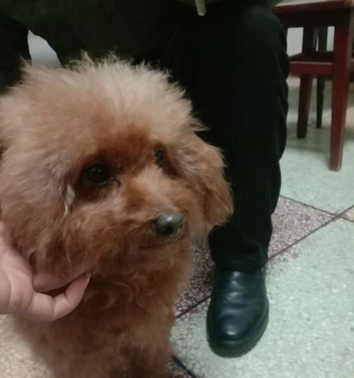 泰迪猪称体重多少正常？如何判断泰迪的健康体重？