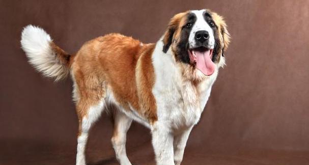 金华地区常见的大型犬品种有哪些？大型犬的养护要点是什么？