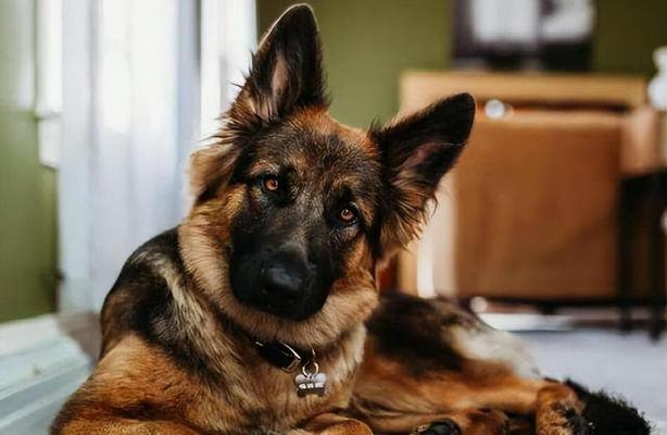 金华地区常见的大型犬品种有哪些？大型犬的养护要点是什么？