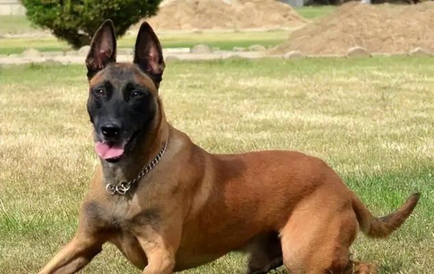 大型犬有哪些品牌好养又便宜？哪些品牌的大型犬性价比高？
