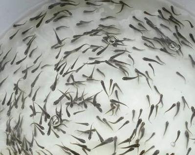 达赉湖投放鱼苗的具体位置在哪里？有什么特别要求？